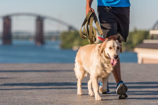 sportsman walking with dog